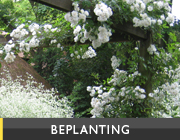 beplanting