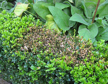 Buxus sempervirens met Cylindrocladium