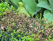 Buxus sempervirens met Cylindrocladium
