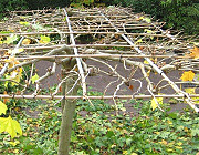 Snoeien van dak- en leibomen