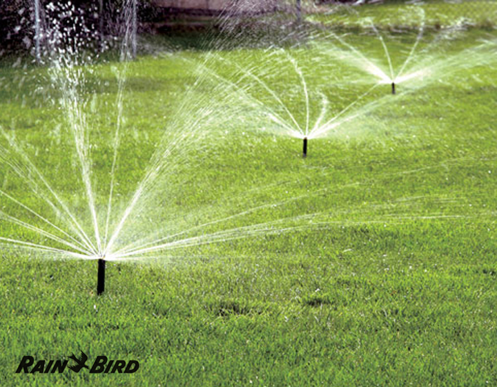 rainbird