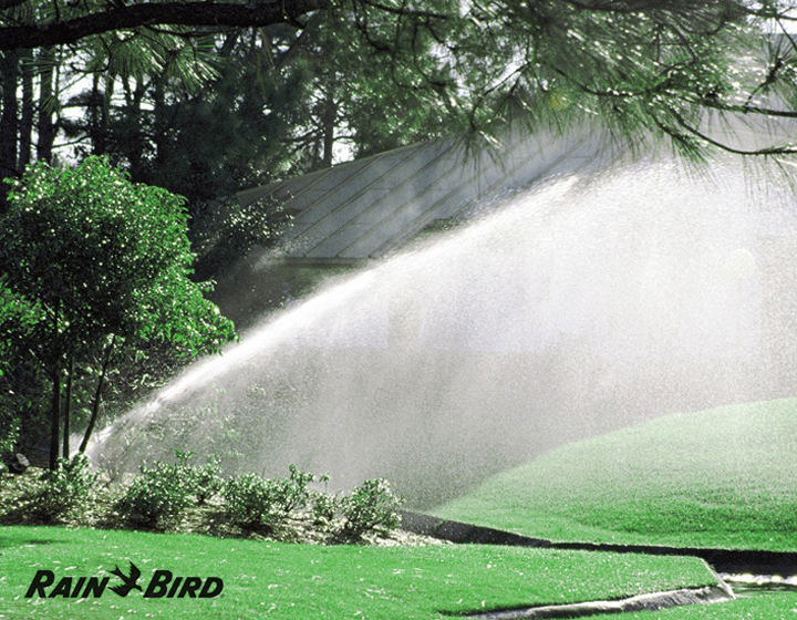 rainbird